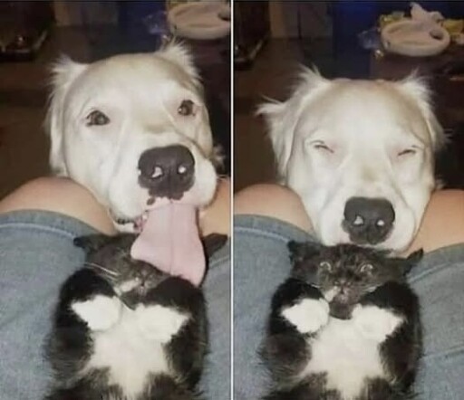 Mlep rule