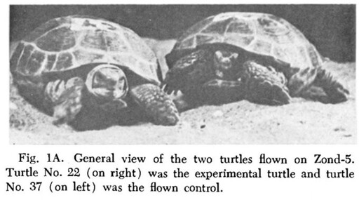 Two Russian Tortoises in a black and white photograph. Caption: "Fig. 1A. General view of the two turtles flown on Zond-5. Turtle No. 22 (on right) was the experimental turtle and the turtle No 37. (on left) was the flown control."