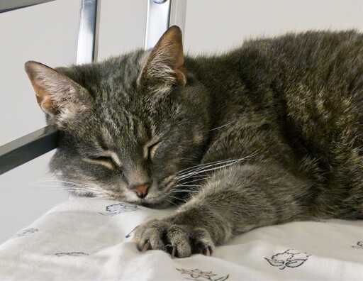 A close-up of a classic silver tabby resting on a mattress against a metal bar. Her left front paw is placed in front of her face with her claws digging slightly into the sheets.