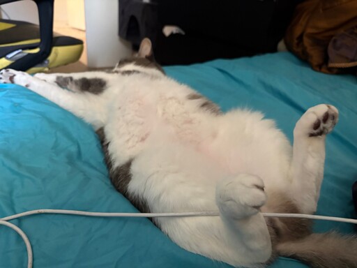 Cat is liquid and bending all sorts of ways. Laying on his back