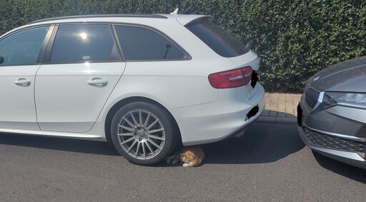 An orange cat napping right behind the back wheel of a car